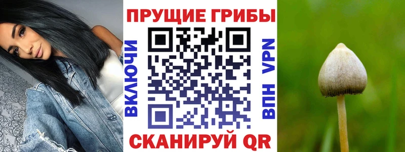 Псилоцибиновые грибы Psilocybe  Ханты-Мансийск 